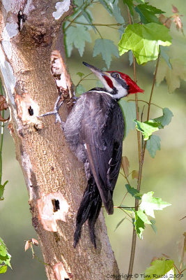 22805c -  Pileated Woodpecker