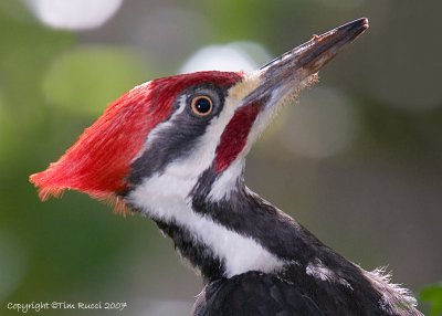 22843c  Pileated Woodpecker