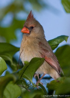 22885c -   Cardinal female