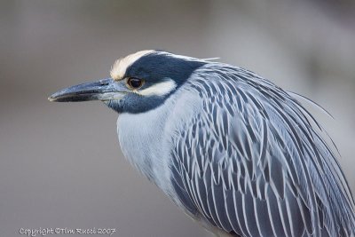 23003c =  Yellow Crowned Night Heron