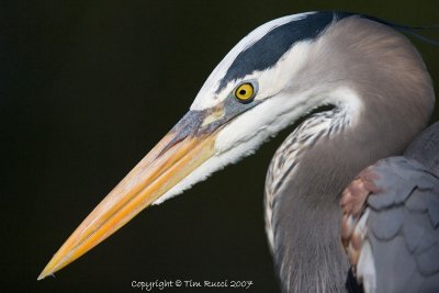 24057 =  Great Blue Heron