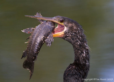 24136 - Anhinga with Catfish