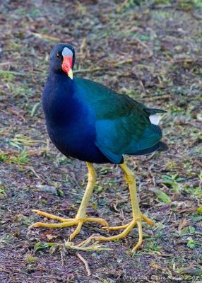 CRW_5182w Purple Gallinule