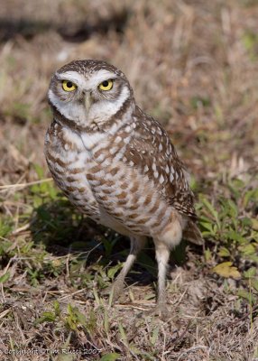 22395w Burrowing Owl