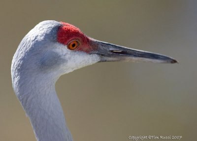 22104 -  Sandhill Crane