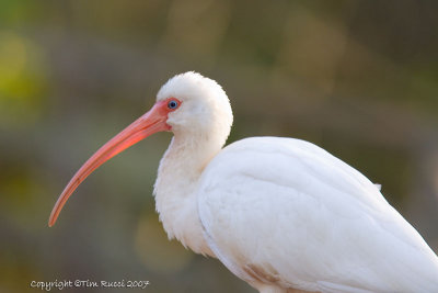 23009w  White Ibis