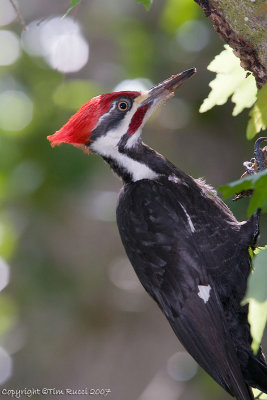 22843 -   Pileated Woodpecker