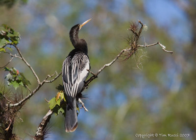 22678 -   Anhinga