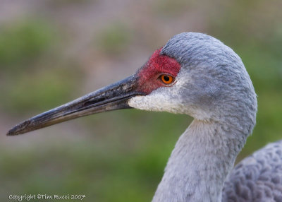 22166  -   Sandhill Crane