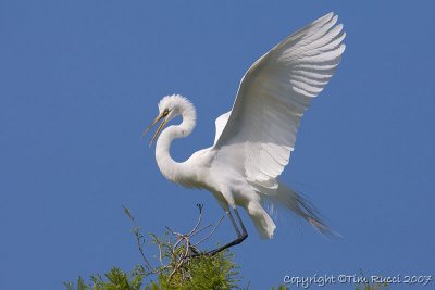 29146 - Great Egret