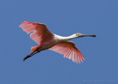 30581 - Roseatte Spoonbill