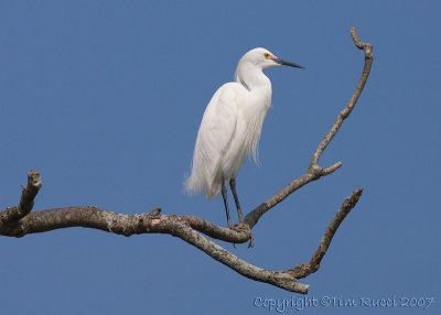 30560 - Snowy Egret