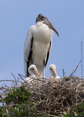 30683c - Wood Stork with chicks