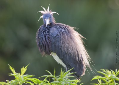 30390 - Tricolor heron