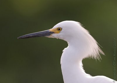 30403 - Snowy Egret