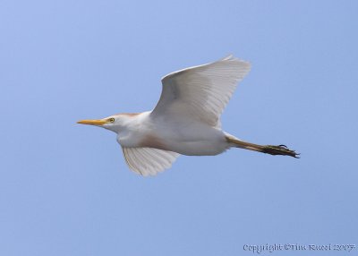 30655 - Cattle Egret