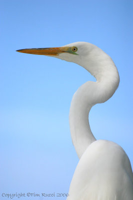 03824 - Great Egret