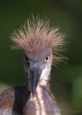 30359c - Tricolor heron juvenile