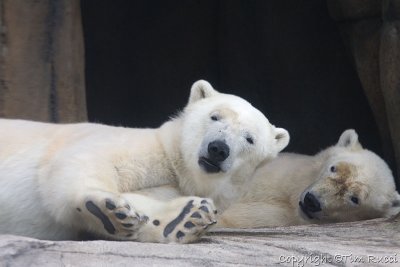 31719 - Polar bears