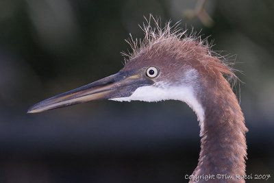 30458c - Tricolor heron