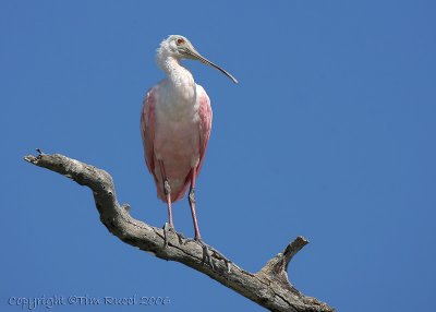 11401c - Roseatte Spoonbill