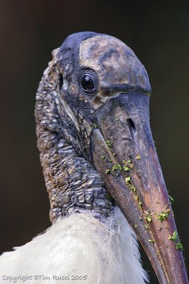 35551 - Wood Stork portrait
