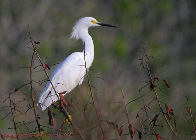 30469c - Snowy Egret