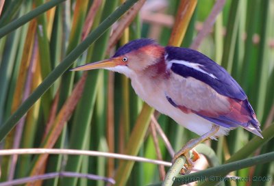 31339c - Least Bittern