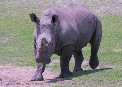 32939c - White Rhinoceros