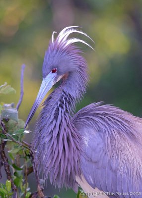 33262c - Tricolor Heron