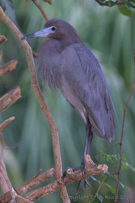 33268c - Little Blue Heron