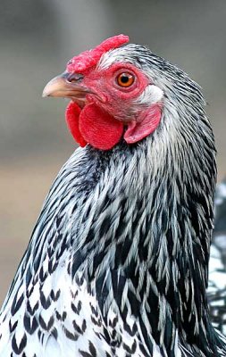 DSC_0010.jpgpsb.jpg