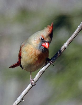 Back yard birds