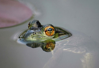 Frogs from my back yard ponds