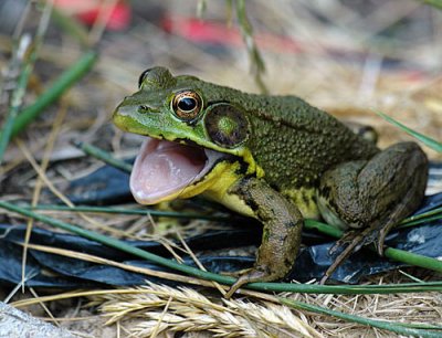 frog.jpg