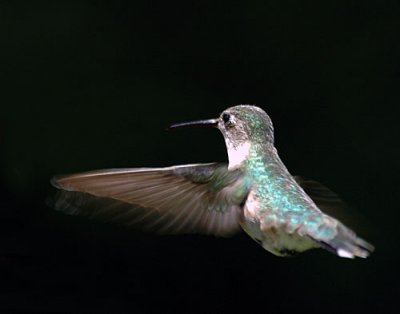 Hummers