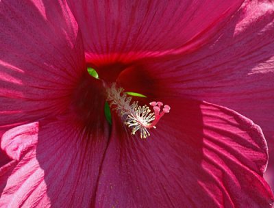2007 flowers