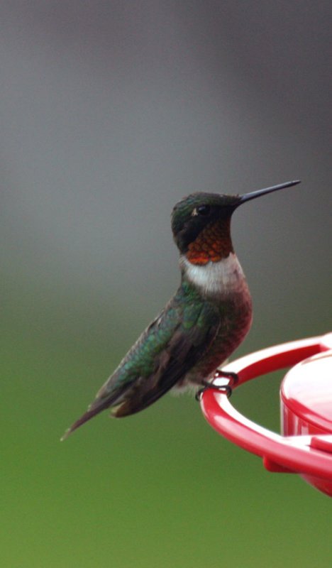 Humming2.jpg