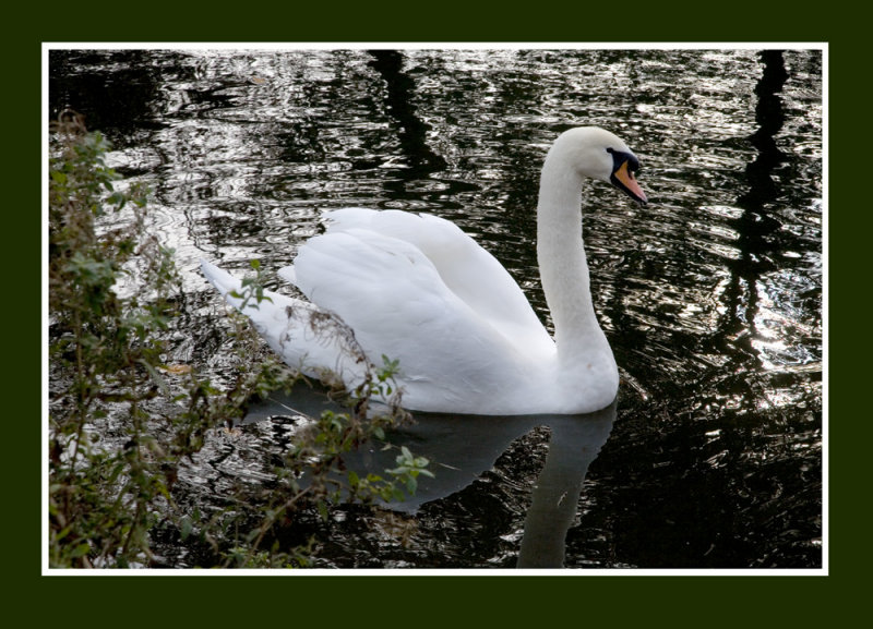 Swans & Ducks