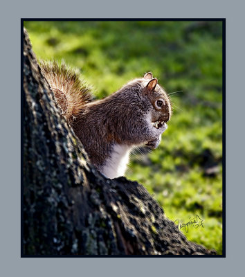 Squirrel Nutkin 