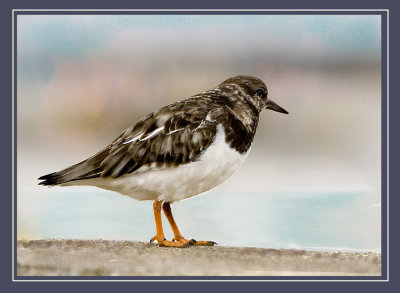 Turnstone