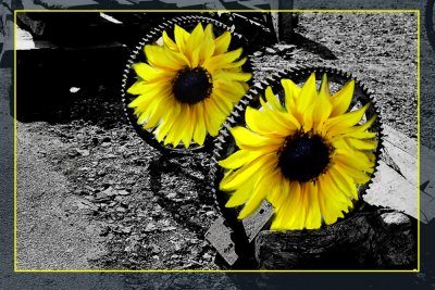 art-477 Sunflowers X.jpg