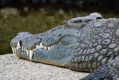 Crocodile du Nil