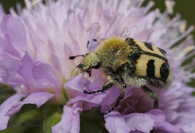 Cetoines trichius fasciatus