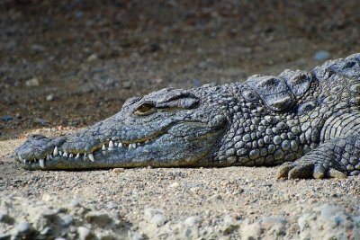 Crocodylus niloticus