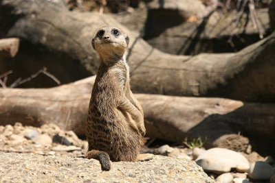 Suricate