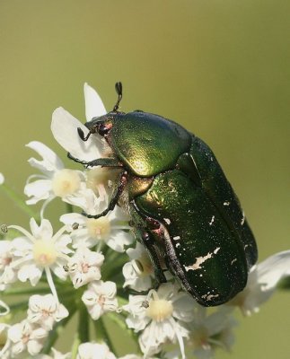 IMG_4865.JPG