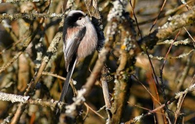 Msange  longue queue.   Aegithalos caudatus