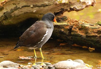 Poule d'eau