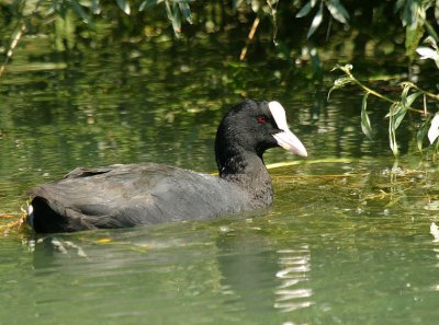 Portrait d'un Foulque